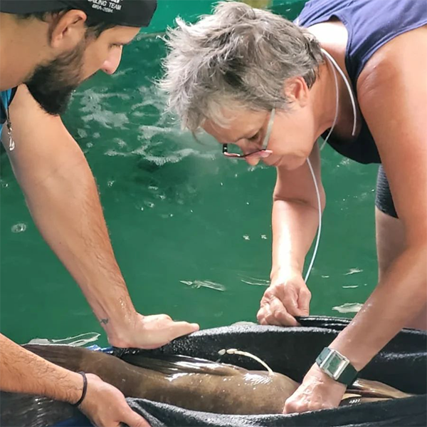 Veterinária cuidando do Mero