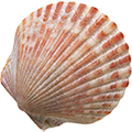 concha do mar