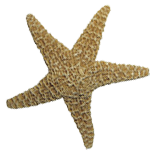 estrela do mar